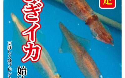 2021期間限定「およぎイカ」始めました。