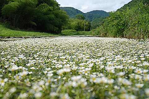 バイカモ公園