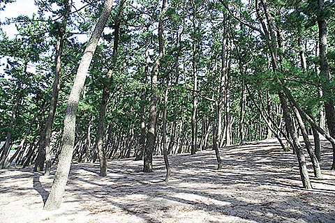 浜坂県民サンビーチ 松の庭